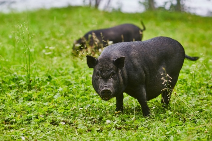 varkens op gras