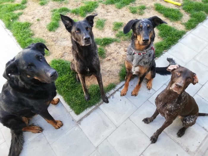 De vier vergiftigde honden in betere tijden, zitten in de tuin in een halve cirkel