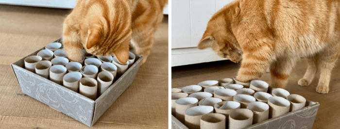Kat hengelt naar brokjes in doos vol wc-rollen 