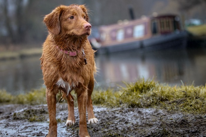 Bruine hond in de modder