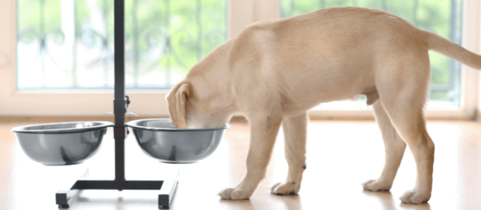 Je hond vindt het prettig als zijn eet- en drinkbak op rughoogte staan