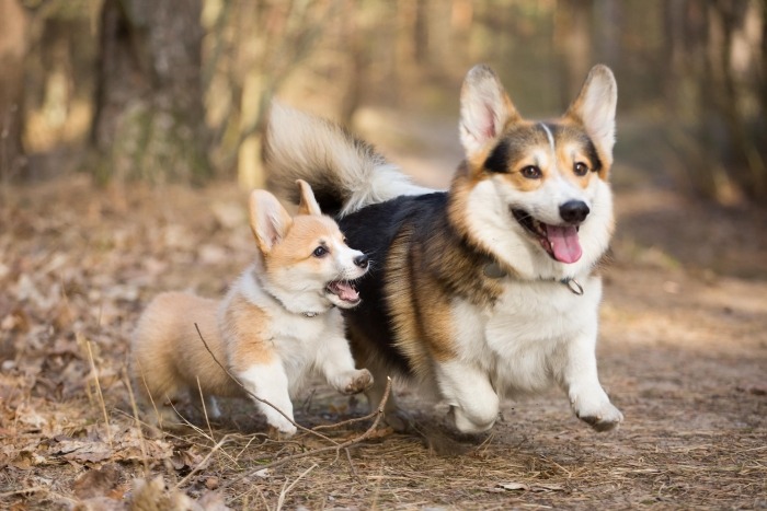 Welsh corgi pembroke