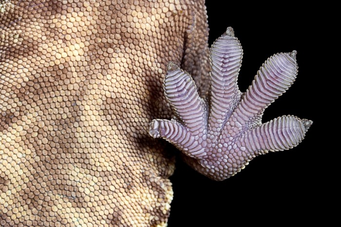 Op deze foto zijn de hechtlamellen van de wimpergekko duidelijk zichtbaar Op deze foto zijn de hechtlamellen van de wimpergekko duidelijk zichtbaar