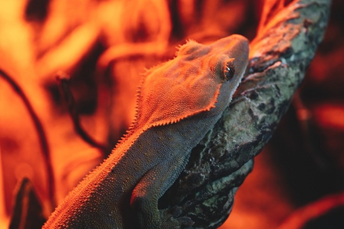 De wimpergekko heeft nood aan warmtespots 