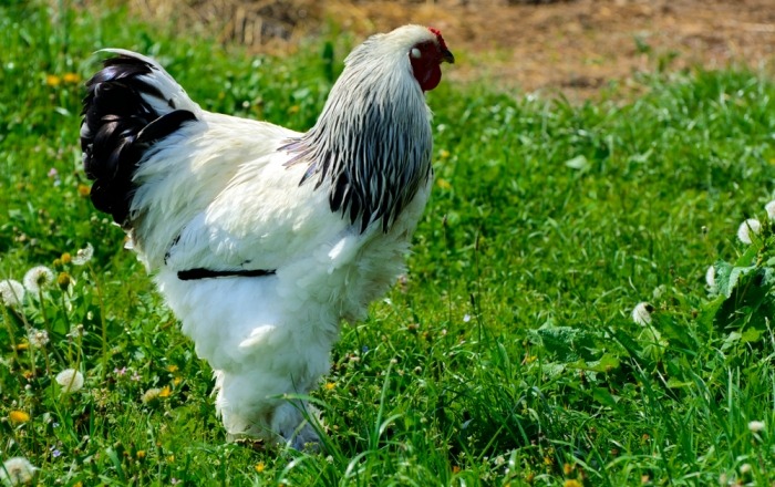 witte Brahma kip Witte Brahma kip op grasveld