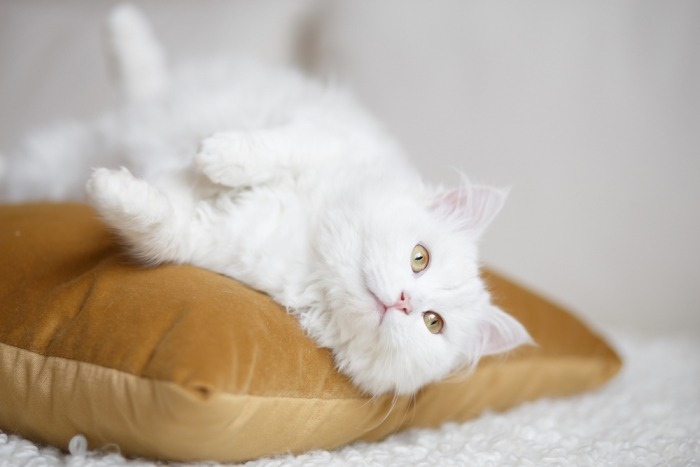 Witte langharige kat ligt languit op een okerkleurig kussen
