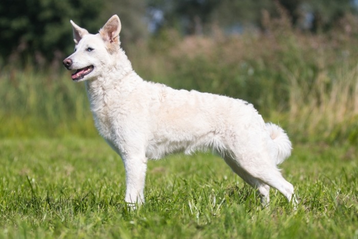 witte mudi hond in gras