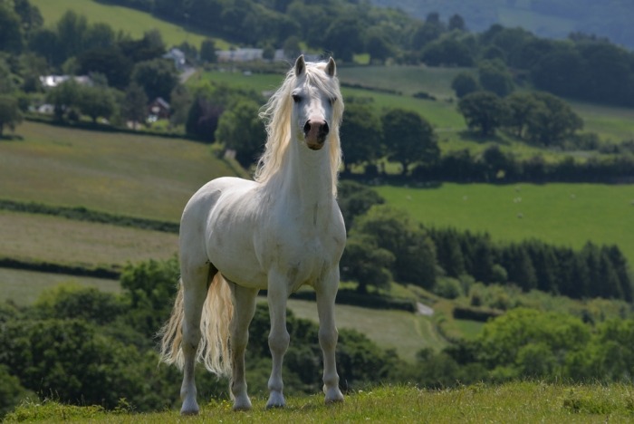 witte Welsh pony