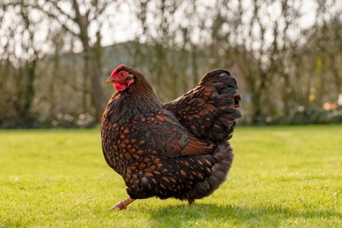 Goudzwartgezoomde wyandotte