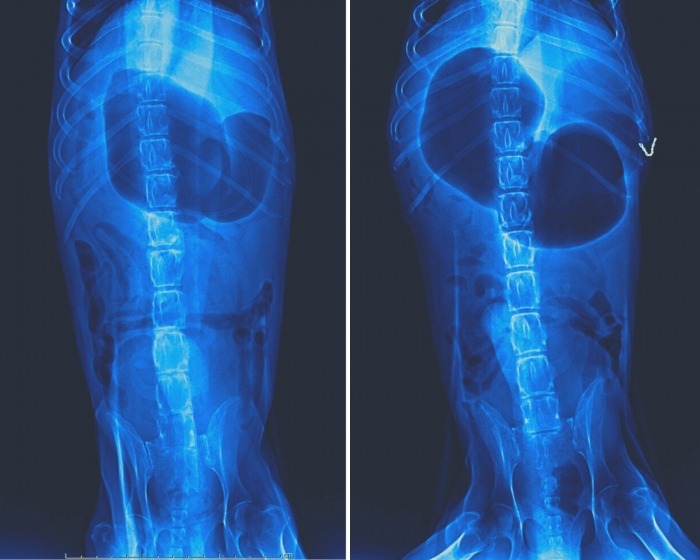Röntgenfoto's van een hond met maagtorsie