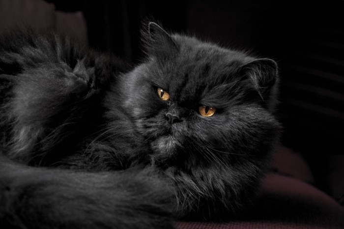 Zwarte kat die boos kijkt Zwarte kat die boos kijkt