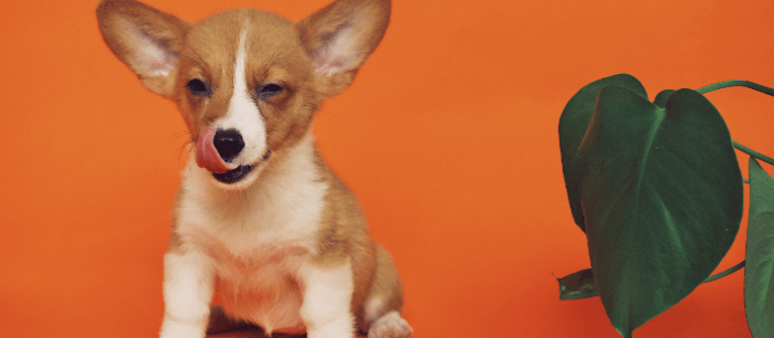 puppy met oranje achtergrond