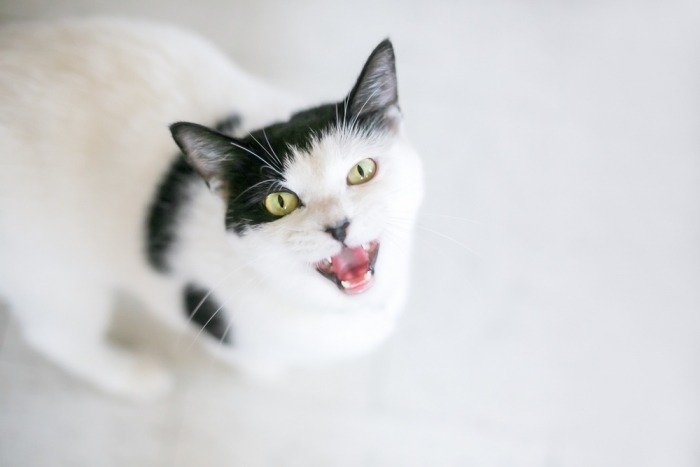 Zwart-witte kat miauwt