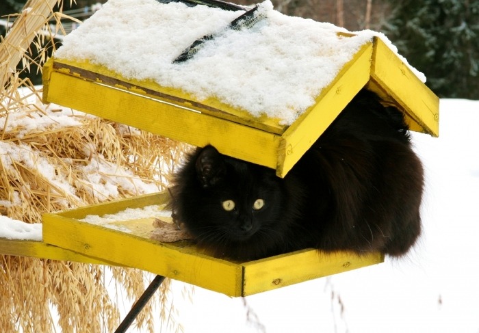 Zwarte kat zit in een besneeuwd, geel voederhuisje voor vogels