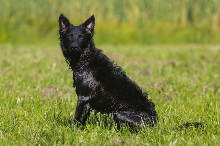 zwarte mudi hond