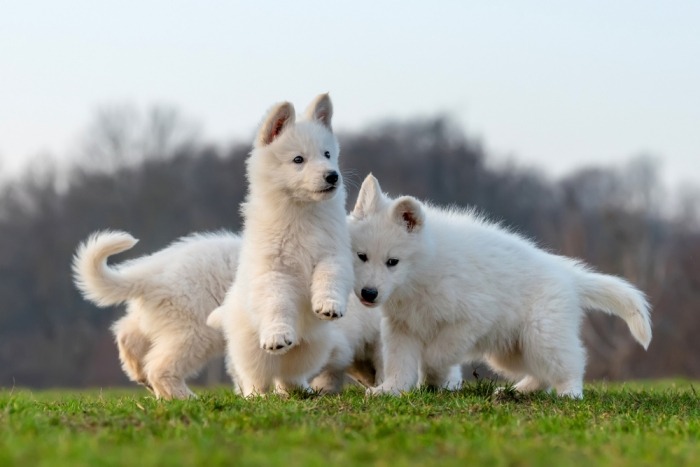 Groep Zwitserse witte herder pups