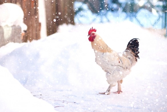 Haan staat in de sneeuw