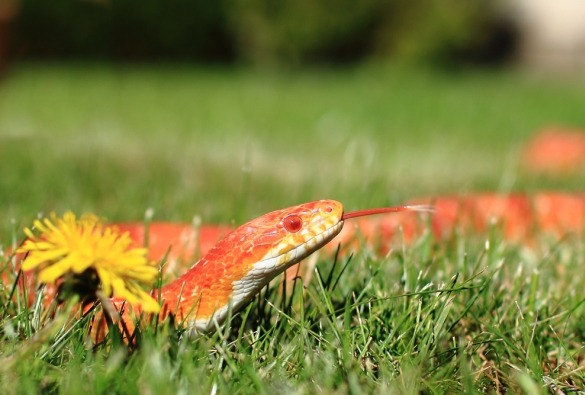 Korenslang in het gras bij een paardenbloem