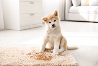 Akita puppy zit naast plasje op tapijt