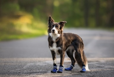 Border collie met schoenen 