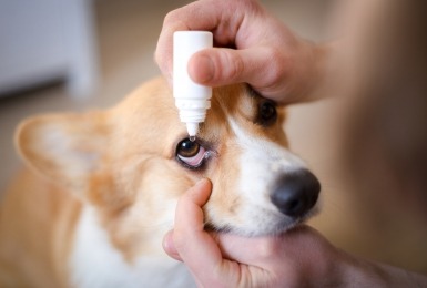 Corgi krijgt oogdruppels toegediend