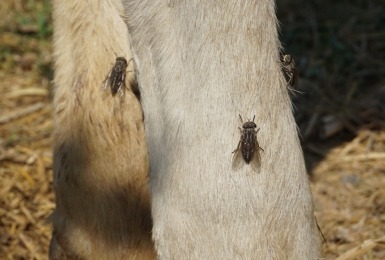 Dazen op paardenbenen 