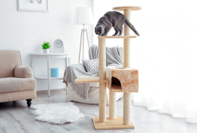 Het mooiste design voor je kat