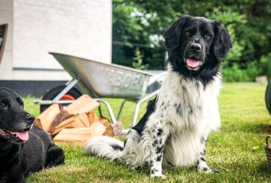 Twee honden in een snuffeltuin 