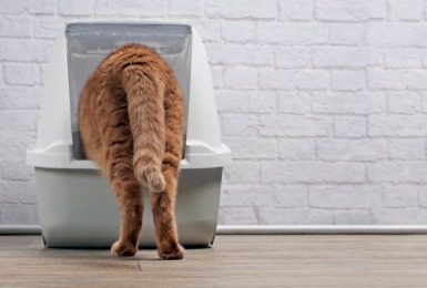 Rosse kat kruipt in gesloten kattenbak