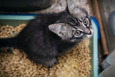 Kitten zit in kattenbak