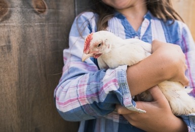 Meisje houdt witte kip in haar armen