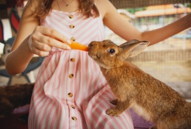 Meisje voert een wortel aan een bruin konijn