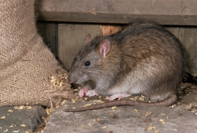 Rat zit bij kippenvoer 