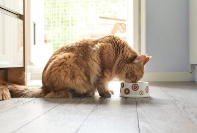 Kat eet uit voerbakje