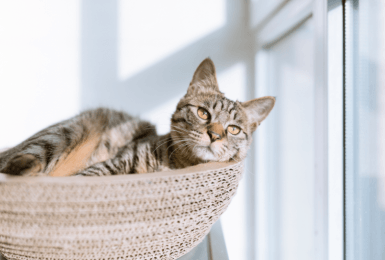10 creatieve slaapplekken voor je kat