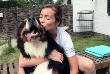 Berner Sennen hond knuffelt met baasje