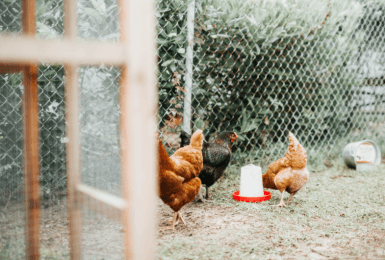 5 voordelen van een kip in je tuin