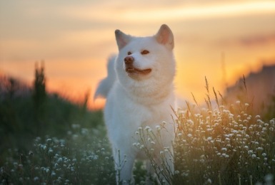 Akita inu