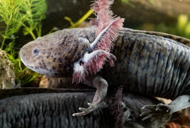 Axolotl in wildkleur 
