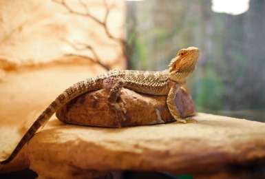 Baardagame in terrarium