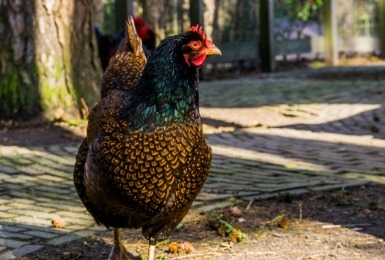 Barnevelder
