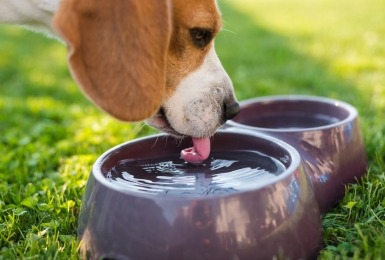 Beagle drinkt uit een waterbakje
