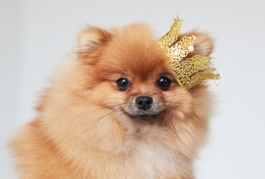 een_bitch_of_een_teef_waarom_heet_een_vrouwelijke_hond_zo