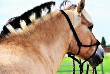 Fjord paard met blokjes geknipt in manenkam