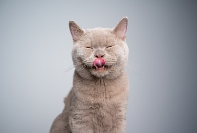 Grijze Brits korthaar likt bovenlip