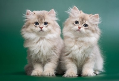 Twee Brits langhaar chinchilla kittens