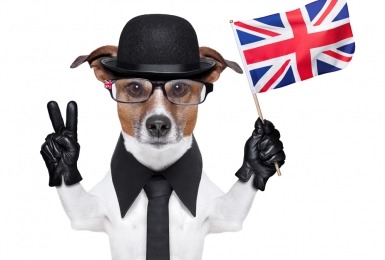 Hond met Britse vlag en outfit