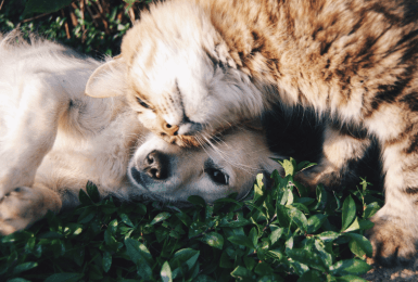 hond en kat