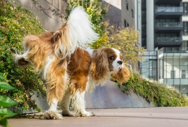 Cavalier King Charles spaniel plast in de stad 