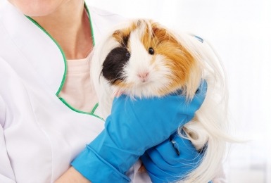 Langharige cavia bij een dierenarts met blauwe handschoenen